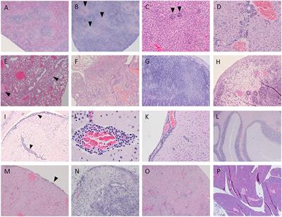 Pathological features of African horse sickness virus infection in IFNAR−/− mice